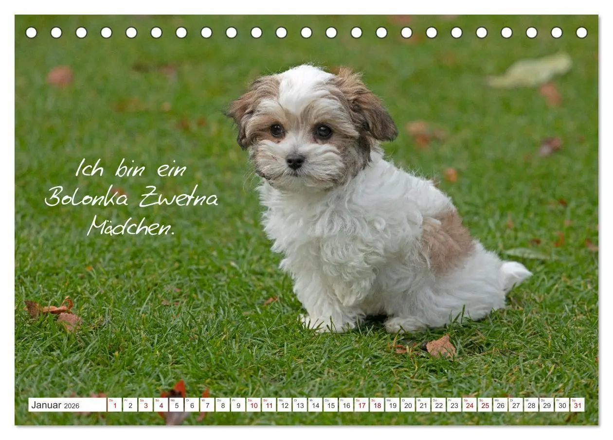 Bild: 9783457600863 | Hallo, ich bin Lilly (Tischkalender 2026 DIN A5 quer), CALVENDO...