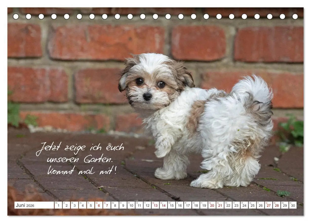 Bild: 9783457600863 | Hallo, ich bin Lilly (Tischkalender 2026 DIN A5 quer), CALVENDO...