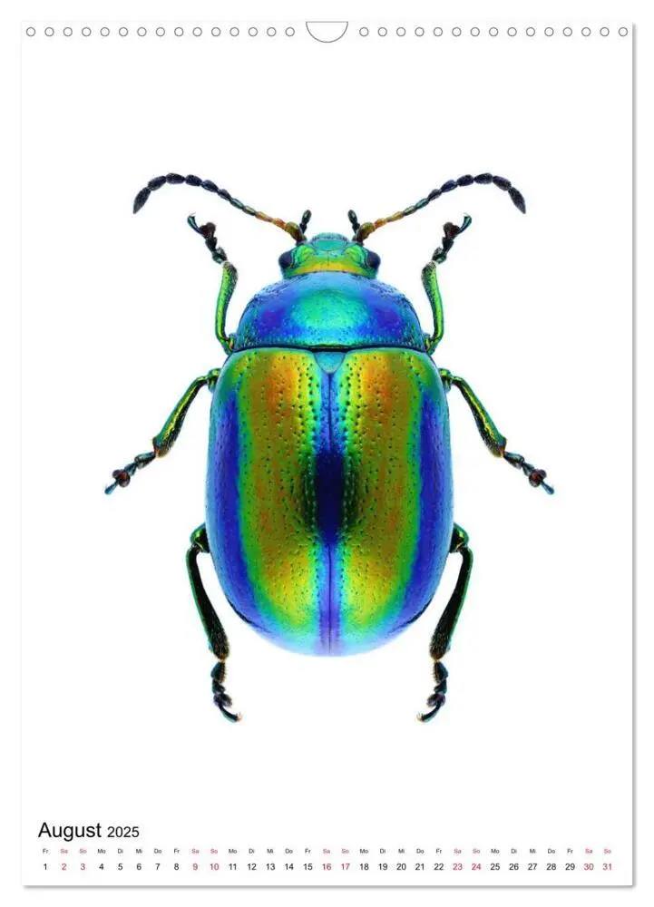 Bild: 9783435980963 | Die schönsten Insekten (Wandkalender 2025 DIN A3 hoch), CALVENDO...