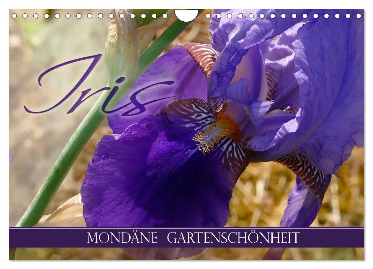 Cover: 9783457830963 | Iris - mondäne Gartenschönheit (Wandkalender 2026 DIN A4 quer),...