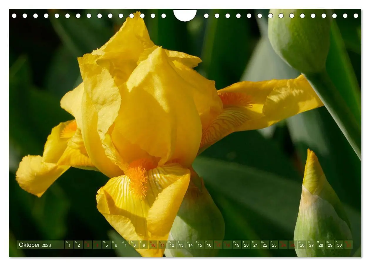 Bild: 9783457830963 | Iris - mondäne Gartenschönheit (Wandkalender 2026 DIN A4 quer),...