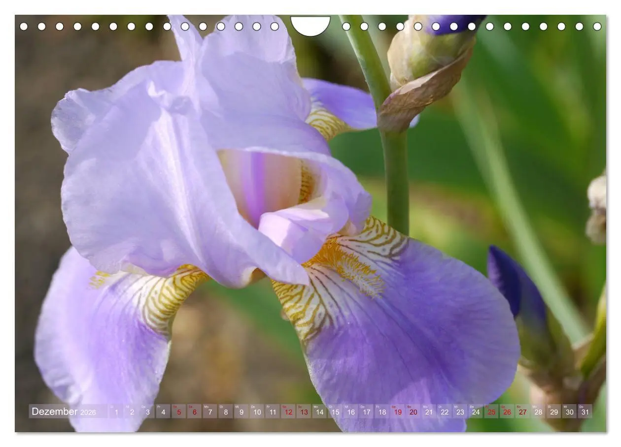 Bild: 9783457830963 | Iris - mondäne Gartenschönheit (Wandkalender 2026 DIN A4 quer),...