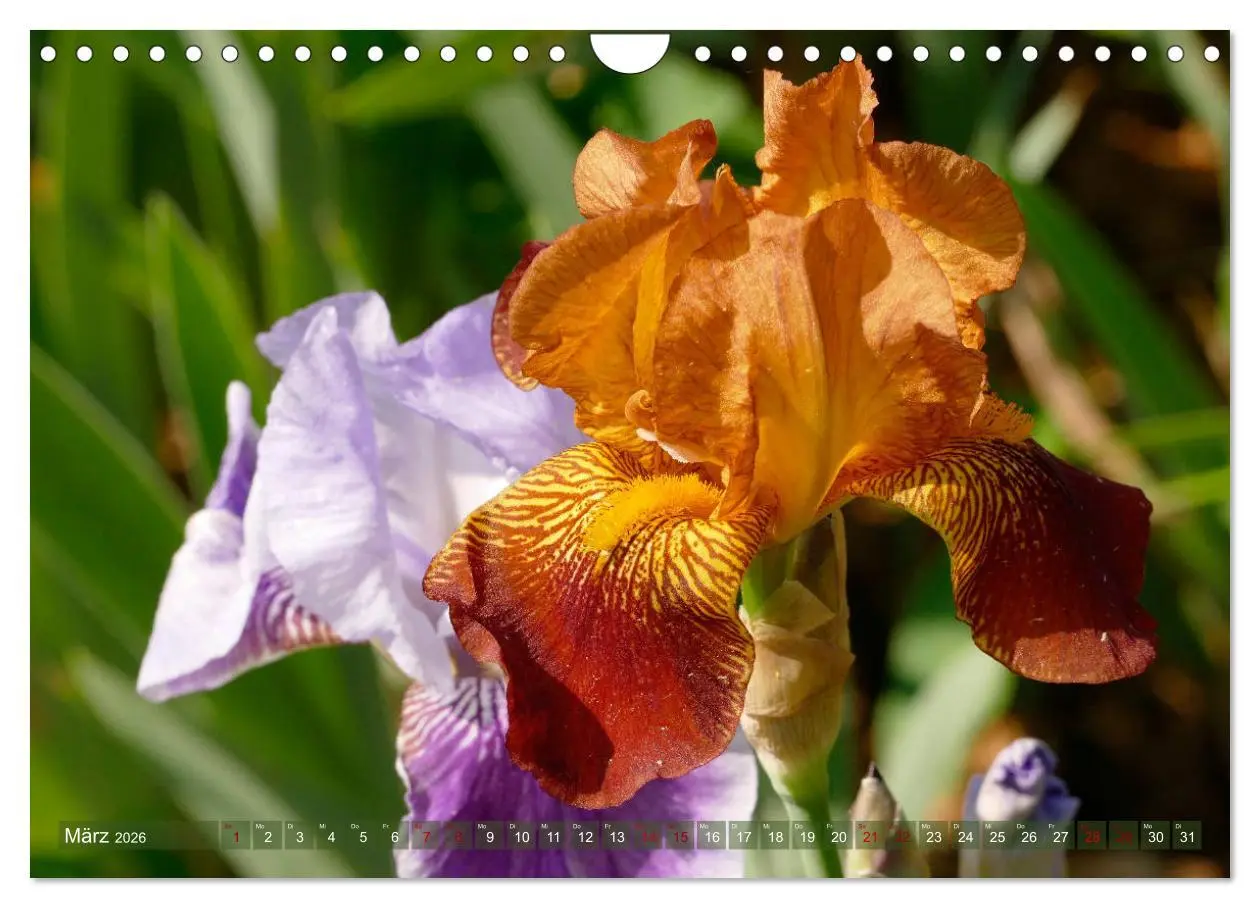 Bild: 9783457830963 | Iris - mondäne Gartenschönheit (Wandkalender 2026 DIN A4 quer),...
