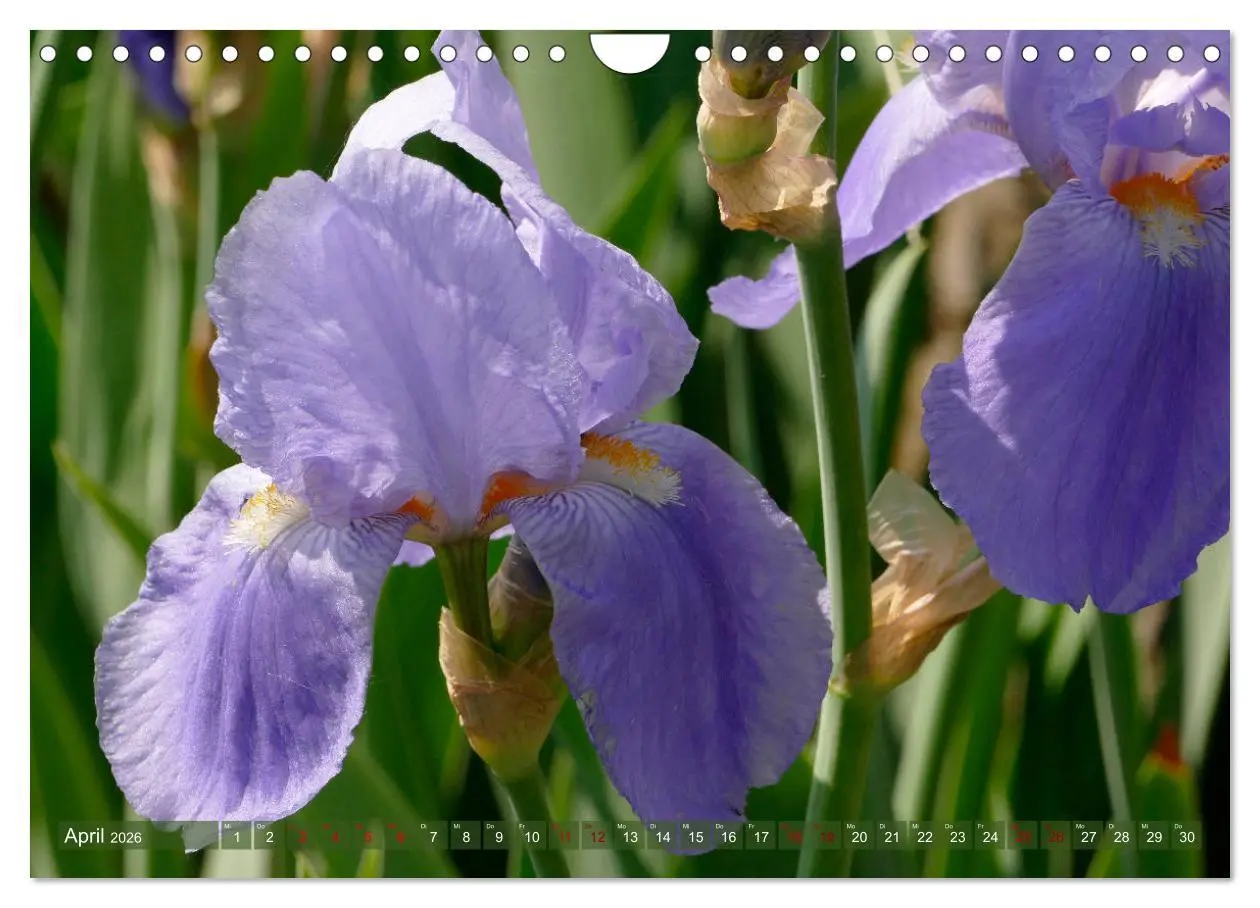 Bild: 9783457830963 | Iris - mondäne Gartenschönheit (Wandkalender 2026 DIN A4 quer),...
