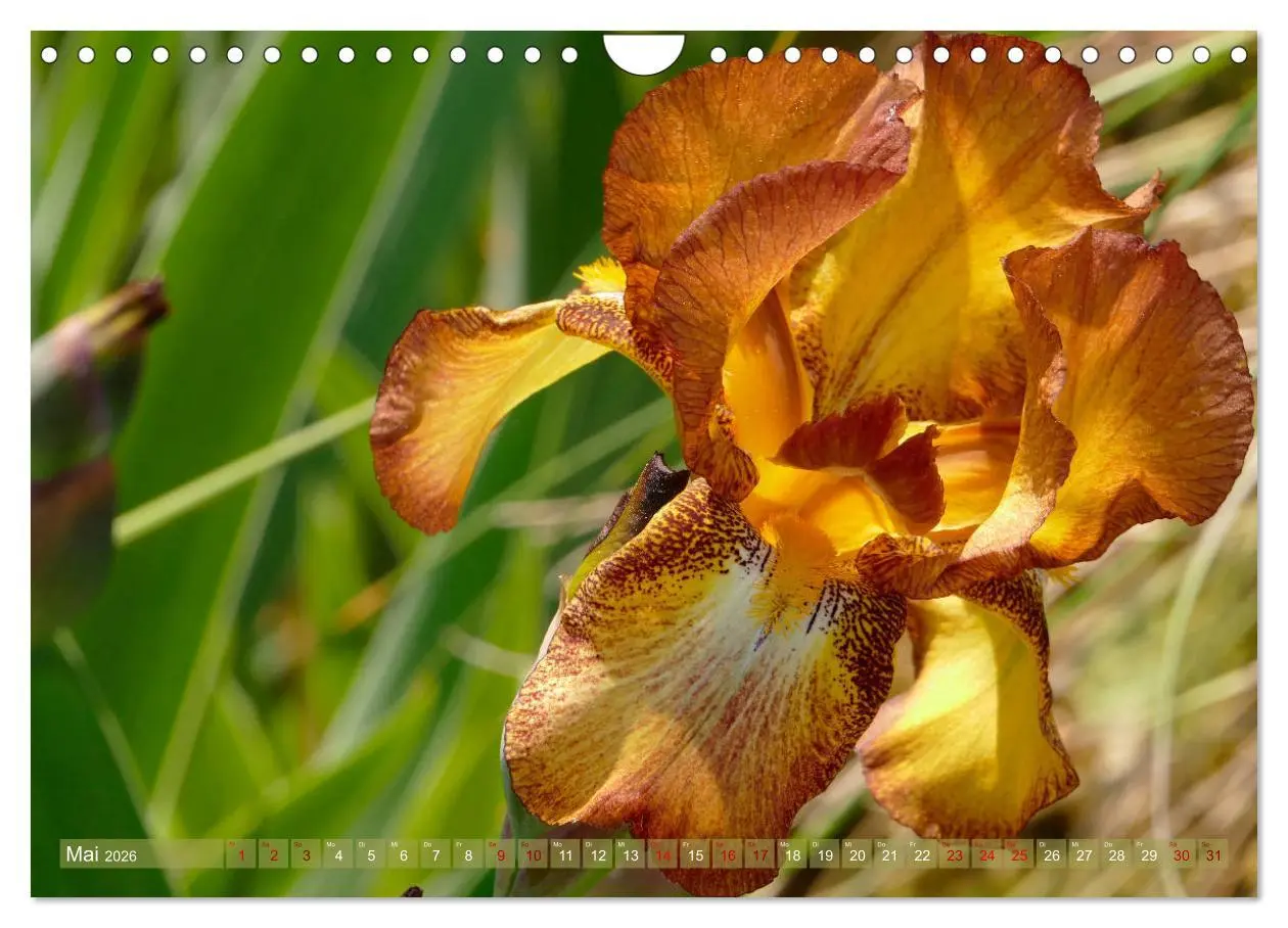 Bild: 9783457830963 | Iris - mondäne Gartenschönheit (Wandkalender 2026 DIN A4 quer),...