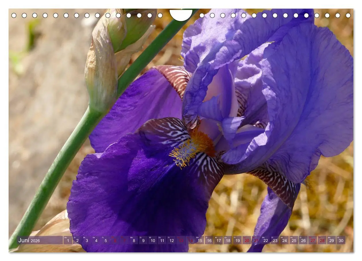Bild: 9783457830963 | Iris - mondäne Gartenschönheit (Wandkalender 2026 DIN A4 quer),...