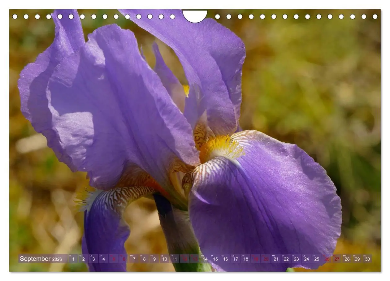 Bild: 9783457830963 | Iris - mondäne Gartenschönheit (Wandkalender 2026 DIN A4 quer),...