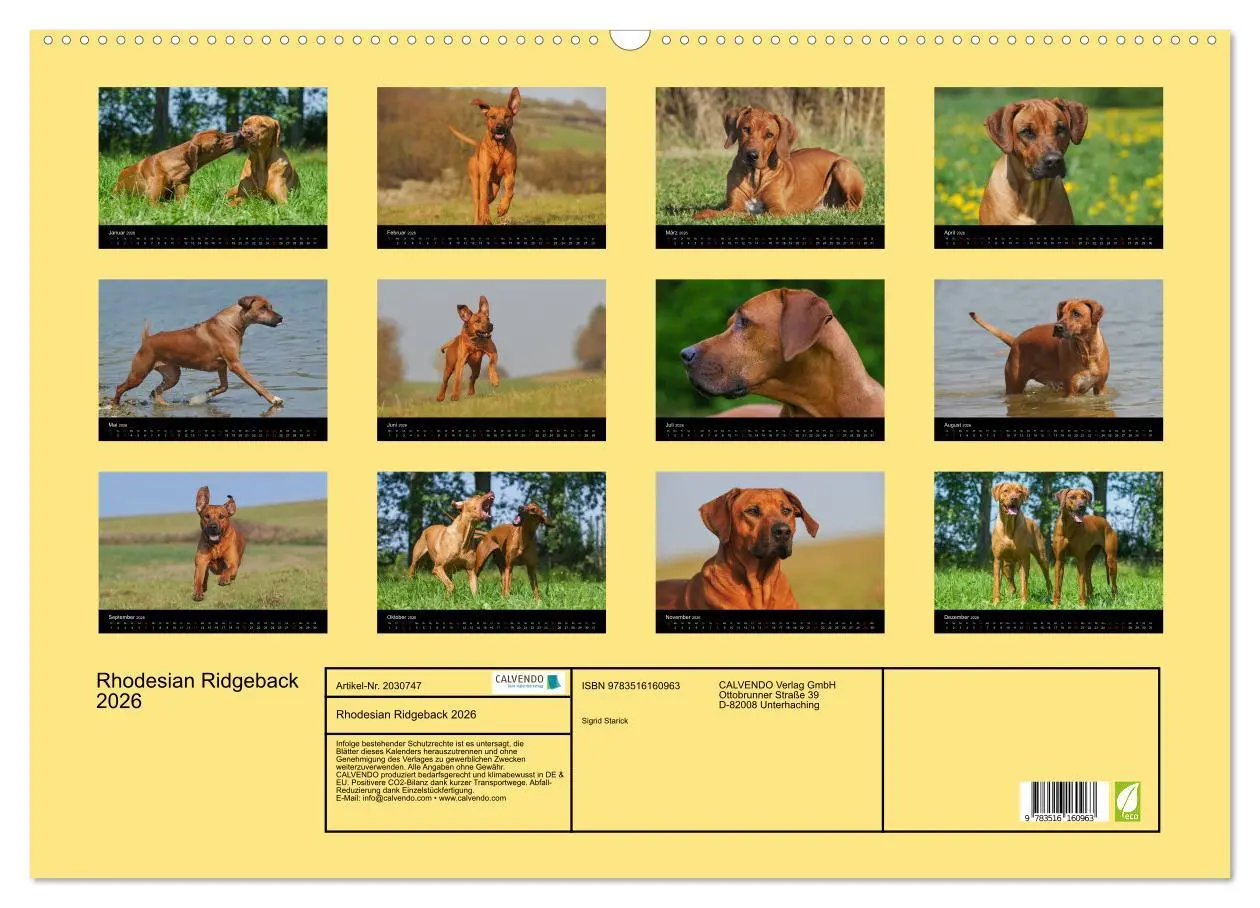 Bild: 9783516160963 | Rhodesian Ridgeback 2026 (Wandkalender 2026 DIN A2 quer), CALVENDO...