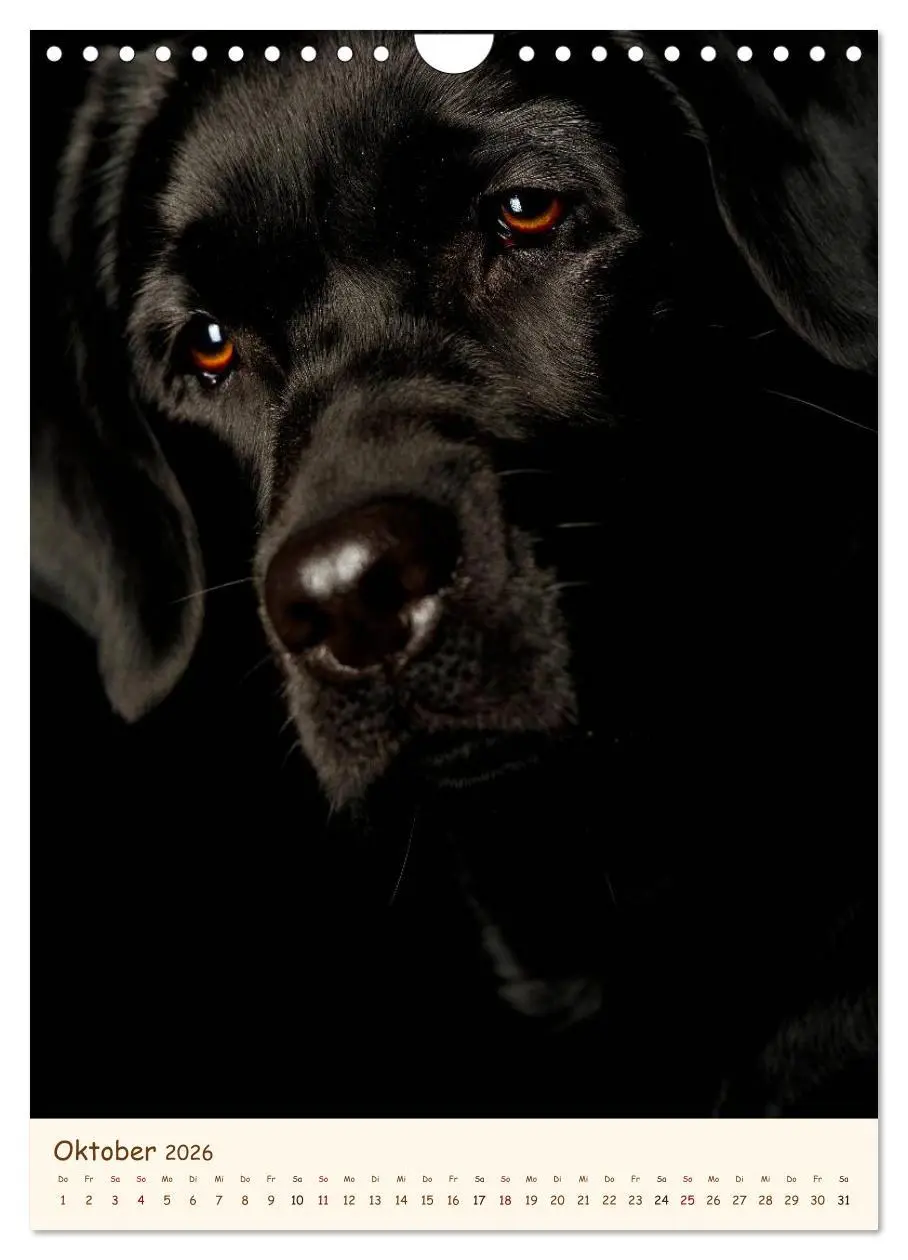 Bild: 9783516470963 | Labrador Retriever (Wandkalender 2026 DIN A4 hoch), CALVENDO...