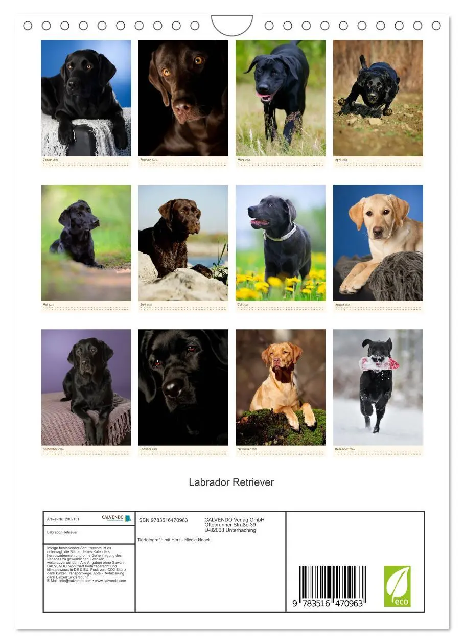Bild: 9783516470963 | Labrador Retriever (Wandkalender 2026 DIN A4 hoch), CALVENDO...