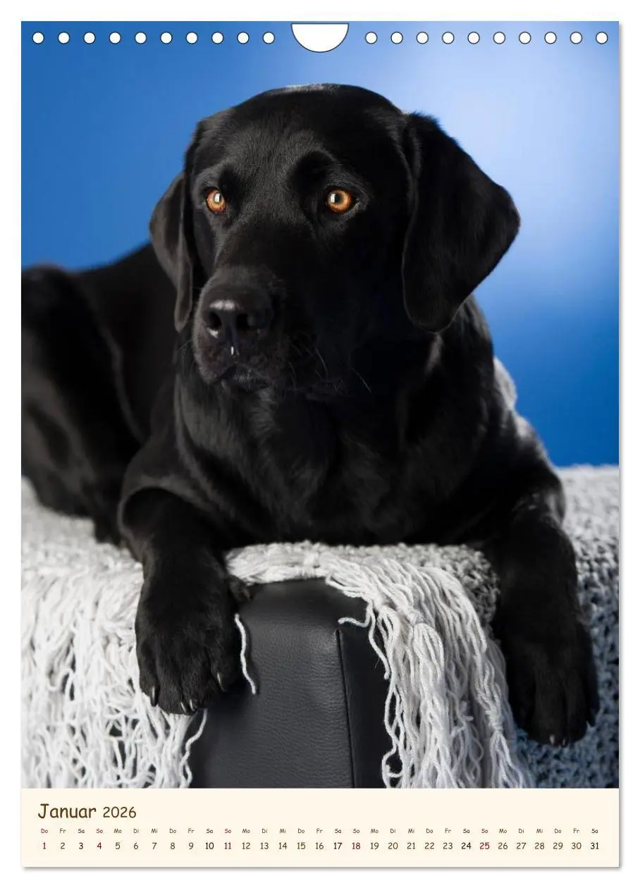 Bild: 9783516470963 | Labrador Retriever (Wandkalender 2026 DIN A4 hoch), CALVENDO...