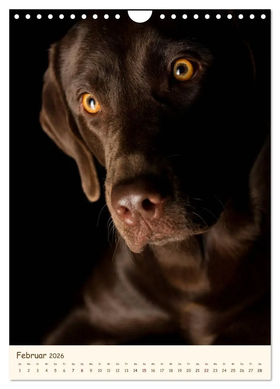 Bild: 9783516470963 | Labrador Retriever (Wandkalender 2026 DIN A4 hoch), CALVENDO...