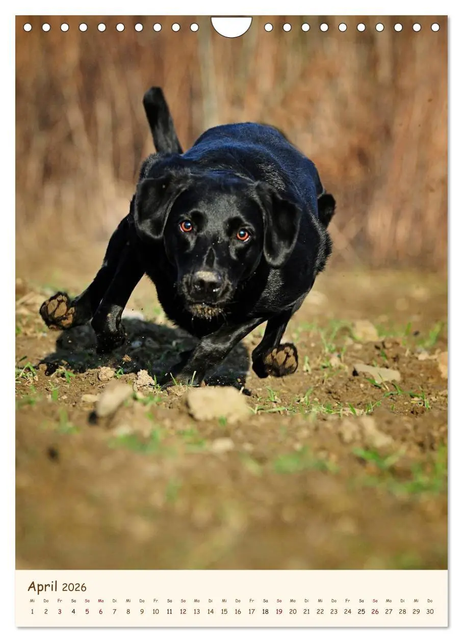 Bild: 9783516470963 | Labrador Retriever (Wandkalender 2026 DIN A4 hoch), CALVENDO...