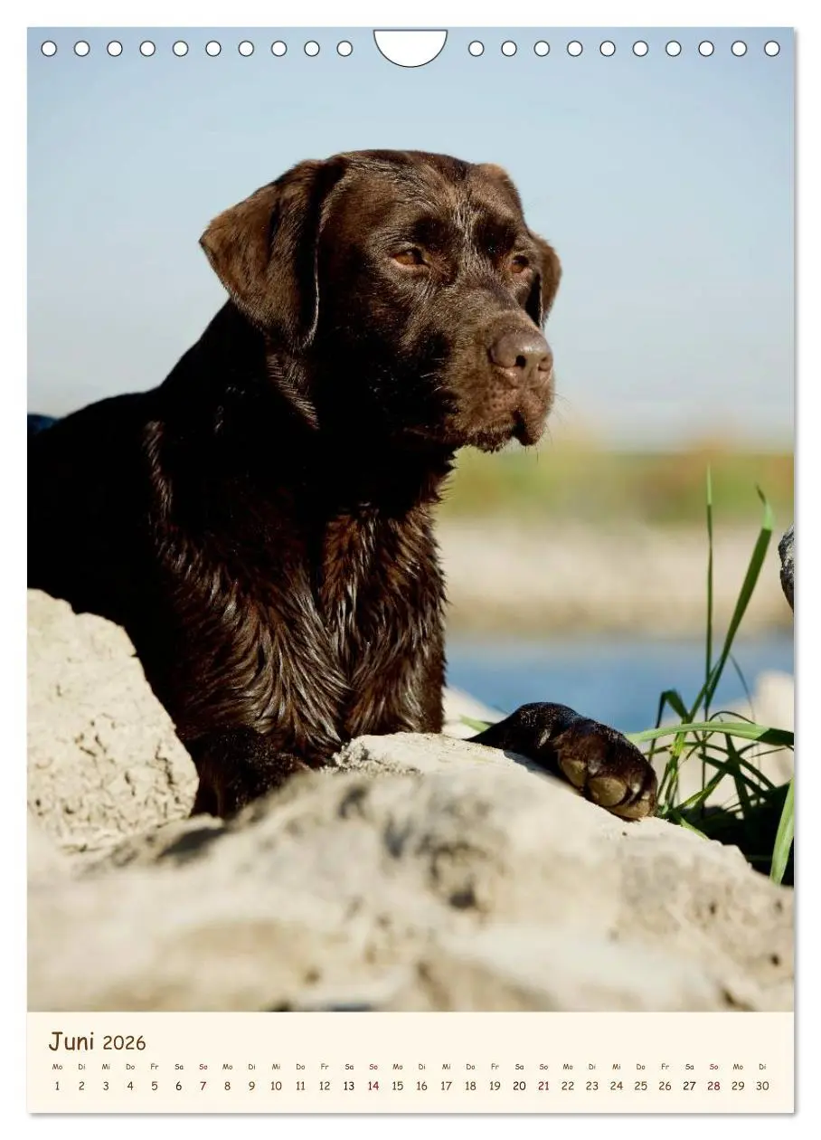 Bild: 9783516470963 | Labrador Retriever (Wandkalender 2026 DIN A4 hoch), CALVENDO...