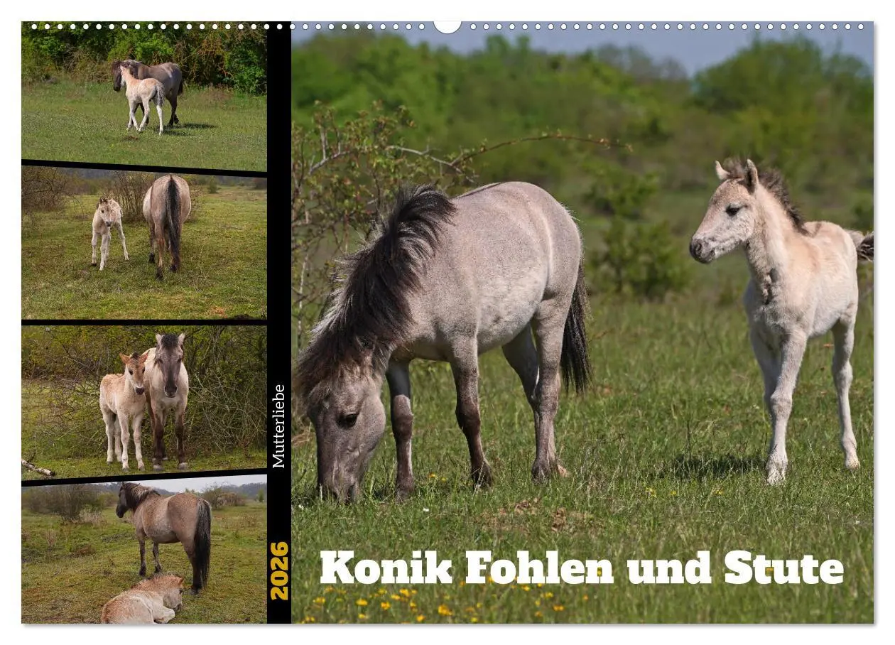 Cover: 9783457581063 | Mutterliebe - Konik Fohlen und Stute (Wandkalender 2026 DIN A2...