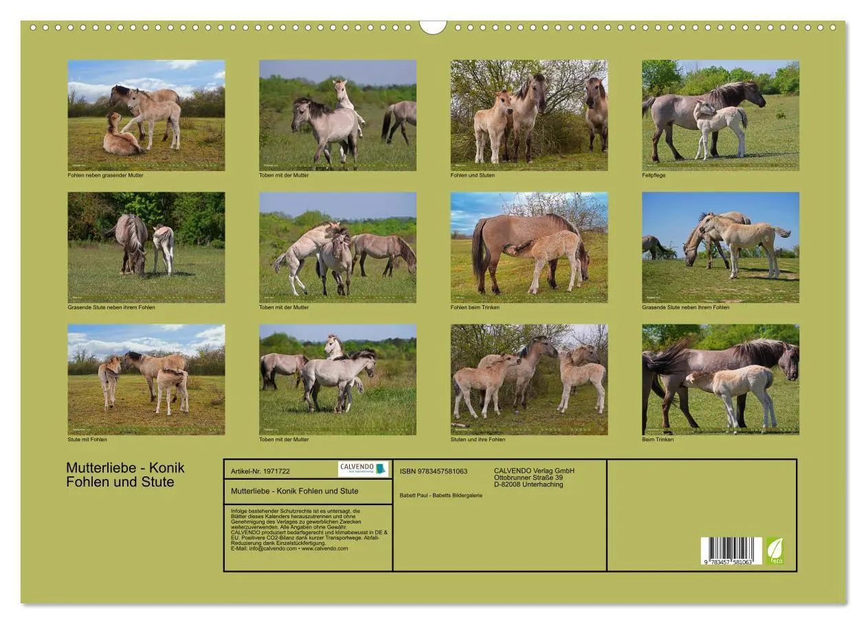 Bild: 9783457581063 | Mutterliebe - Konik Fohlen und Stute (Wandkalender 2026 DIN A2...