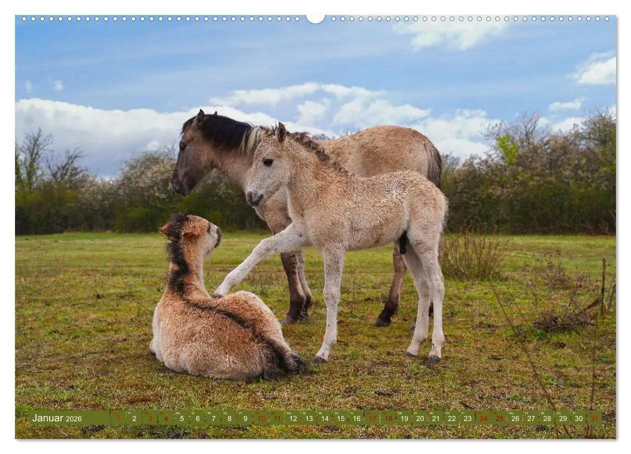 Bild: 9783457581063 | Mutterliebe - Konik Fohlen und Stute (Wandkalender 2026 DIN A2...
