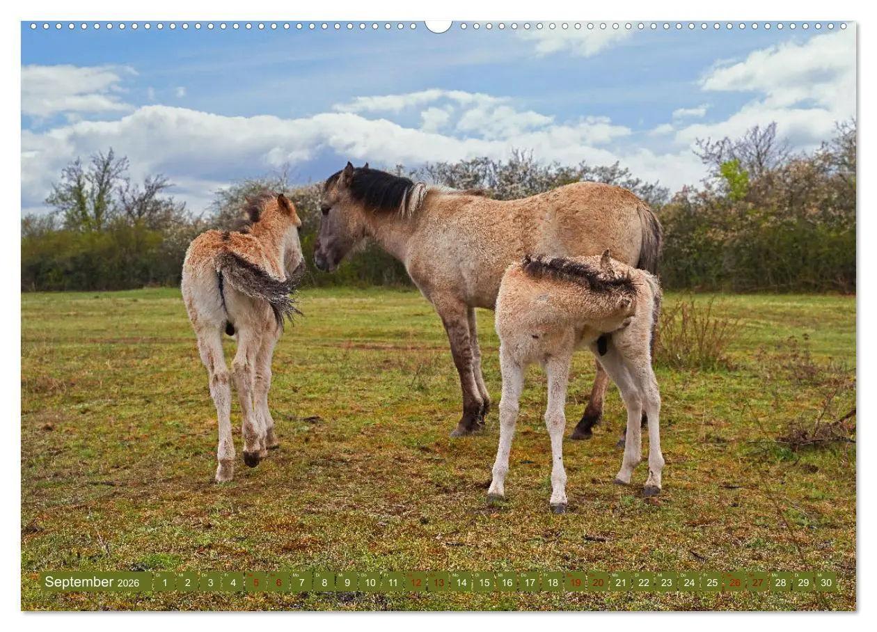 Bild: 9783457581063 | Mutterliebe - Konik Fohlen und Stute (Wandkalender 2026 DIN A2...