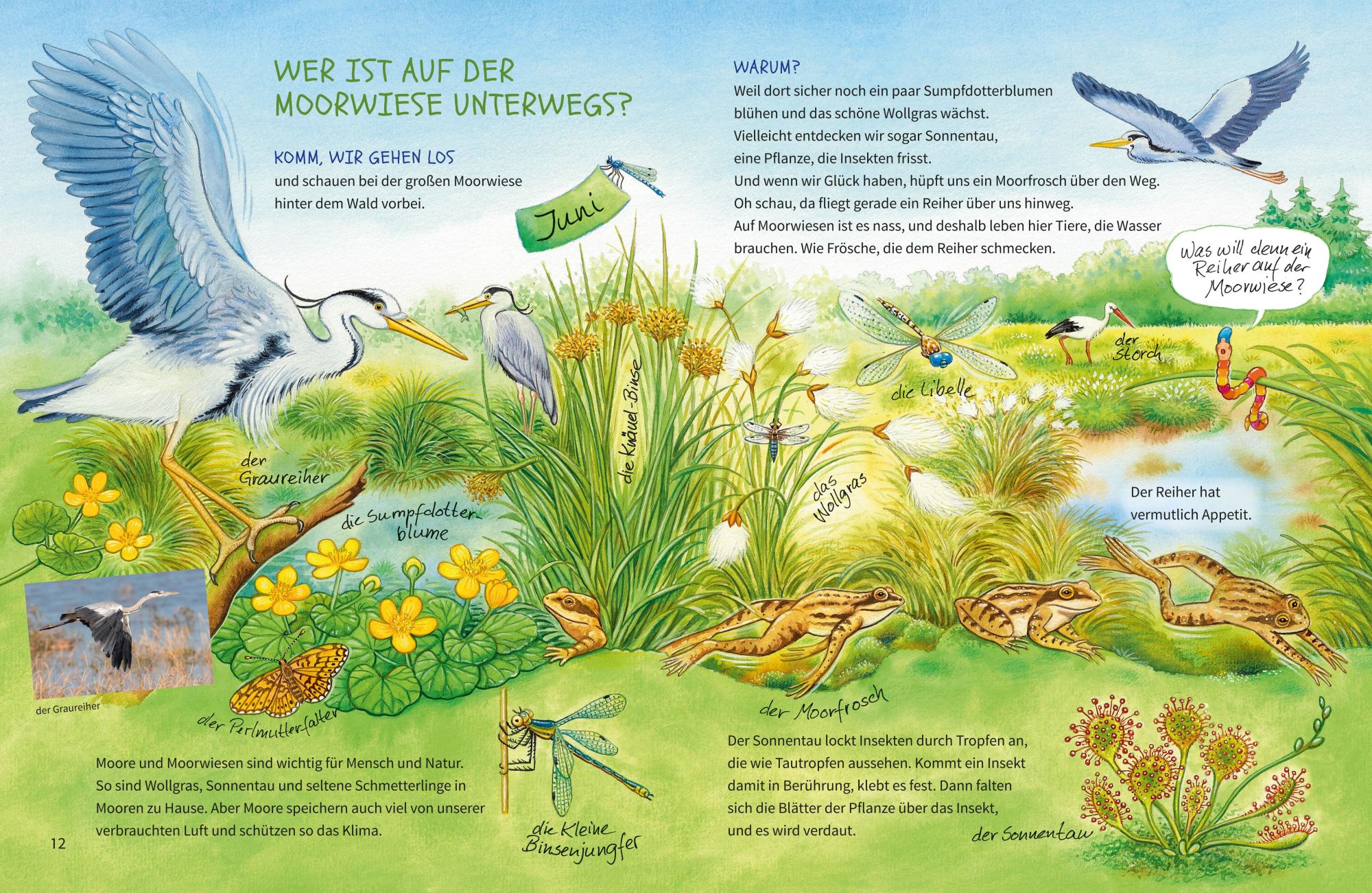 Bild: 9783401721163 | Geh hinaus und entdecke. Tiere und Pflanzen auf Feld und Wiese | Buch