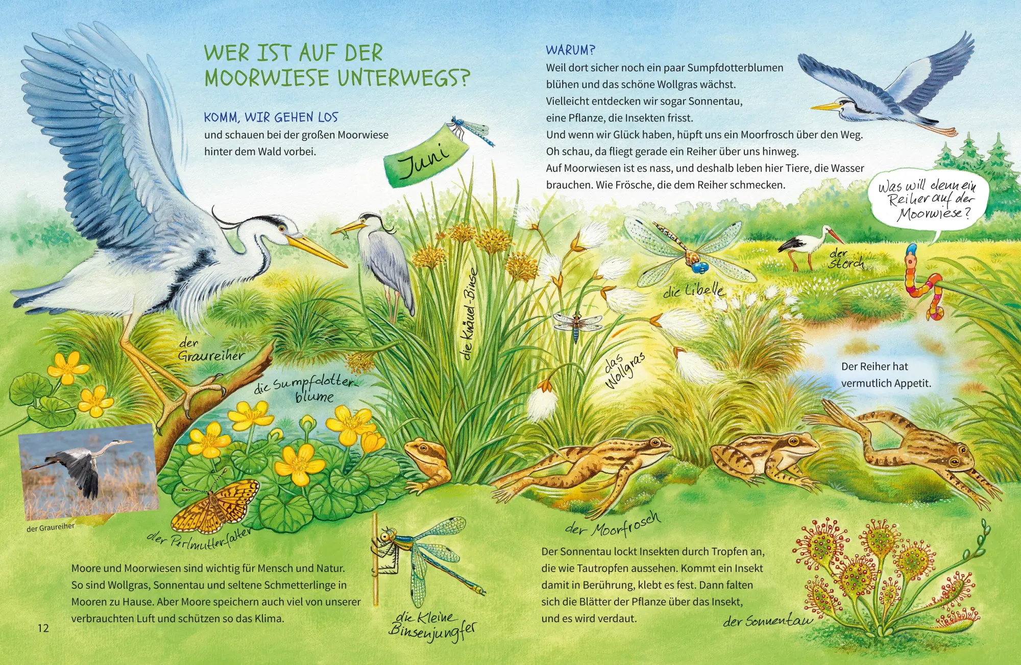 Bild: 9783401721163 | Geh hinaus und entdecke. Tiere und Pflanzen auf Feld und Wiese | Buch
