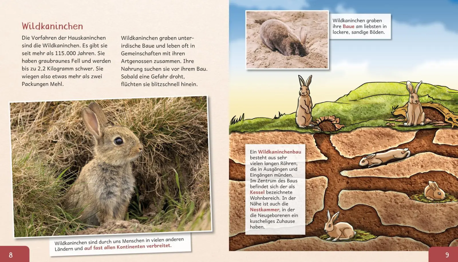 Bild: 9783480241163 | Meine große Tierbibliothek: Das Kaninchen | Axel Gutjahr | Buch | 2026