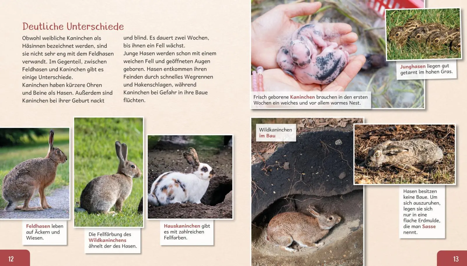 Bild: 9783480241163 | Meine große Tierbibliothek: Das Kaninchen | Axel Gutjahr | Buch | 2026