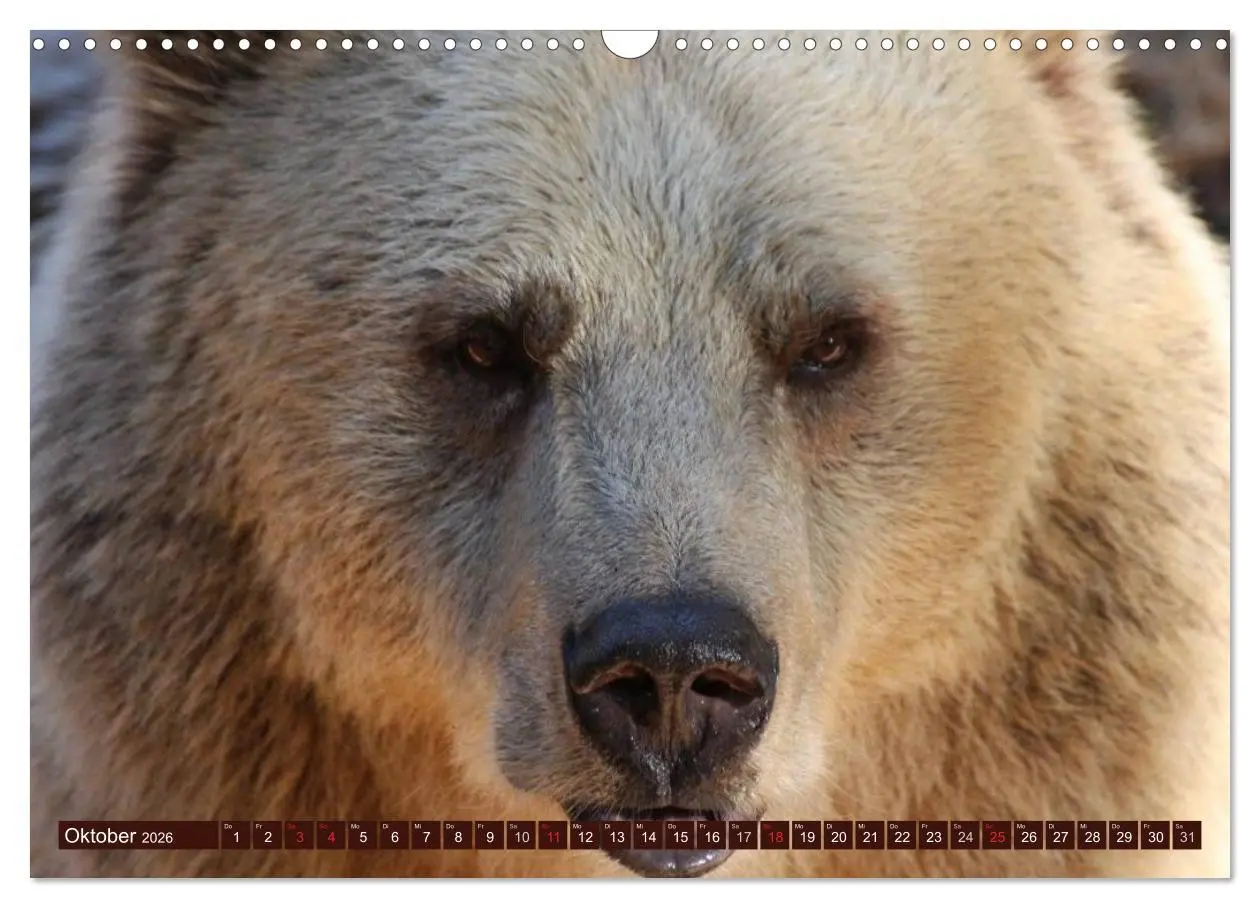 Bild: 9783516111163 | Bären (Wandkalender 2026 DIN A3 quer), CALVENDO Monatskalender | 2026
