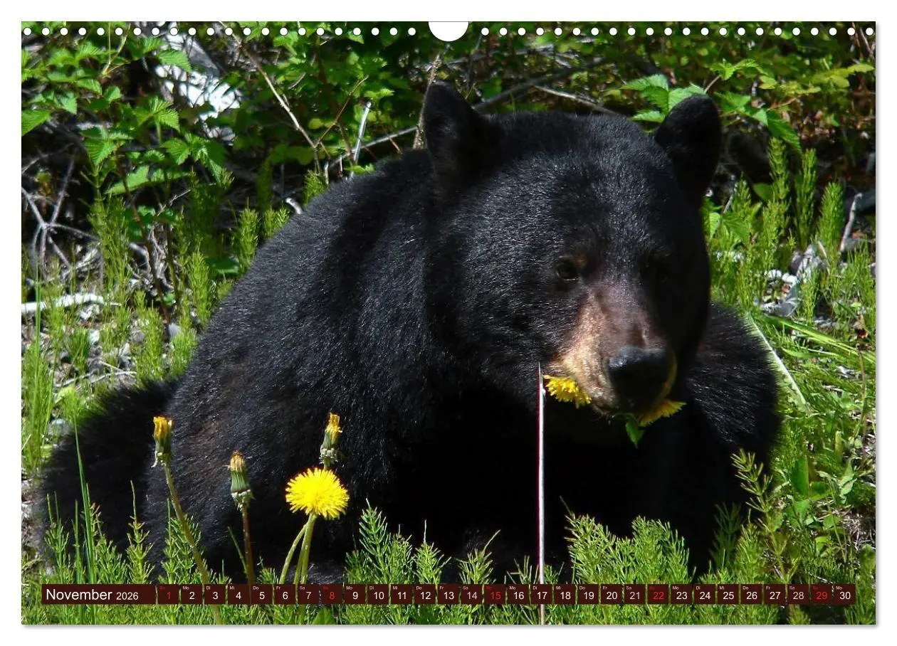 Bild: 9783516111163 | Bären (Wandkalender 2026 DIN A3 quer), CALVENDO Monatskalender | 2026