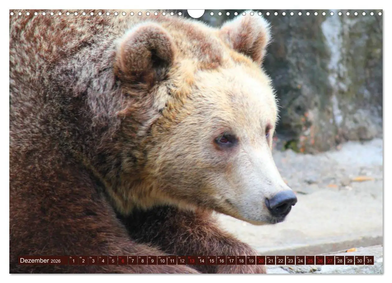 Bild: 9783516111163 | Bären (Wandkalender 2026 DIN A3 quer), CALVENDO Monatskalender | 2026