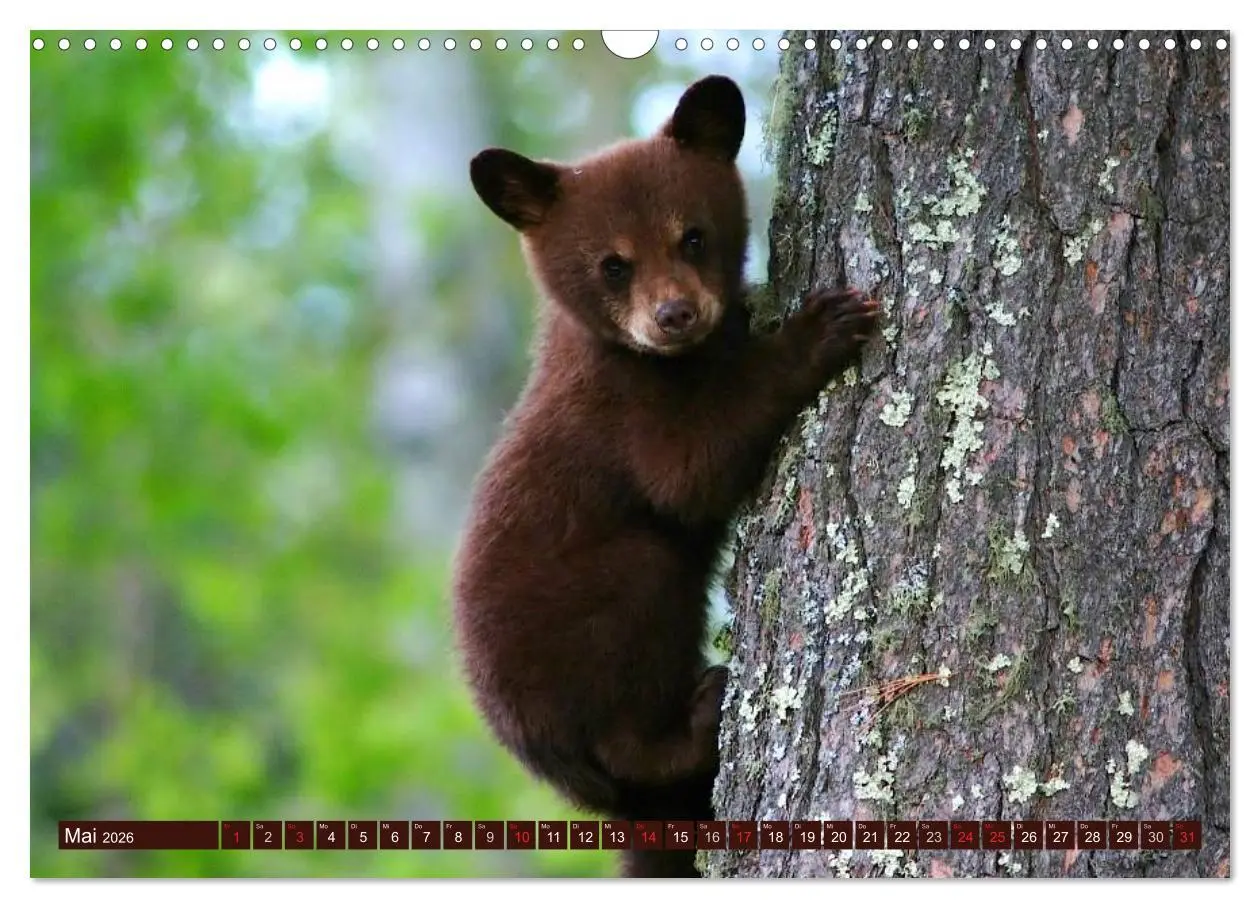 Bild: 9783516111163 | Bären (Wandkalender 2026 DIN A3 quer), CALVENDO Monatskalender | 2026
