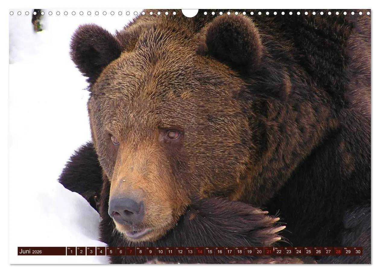 Bild: 9783516111163 | Bären (Wandkalender 2026 DIN A3 quer), CALVENDO Monatskalender | 2026