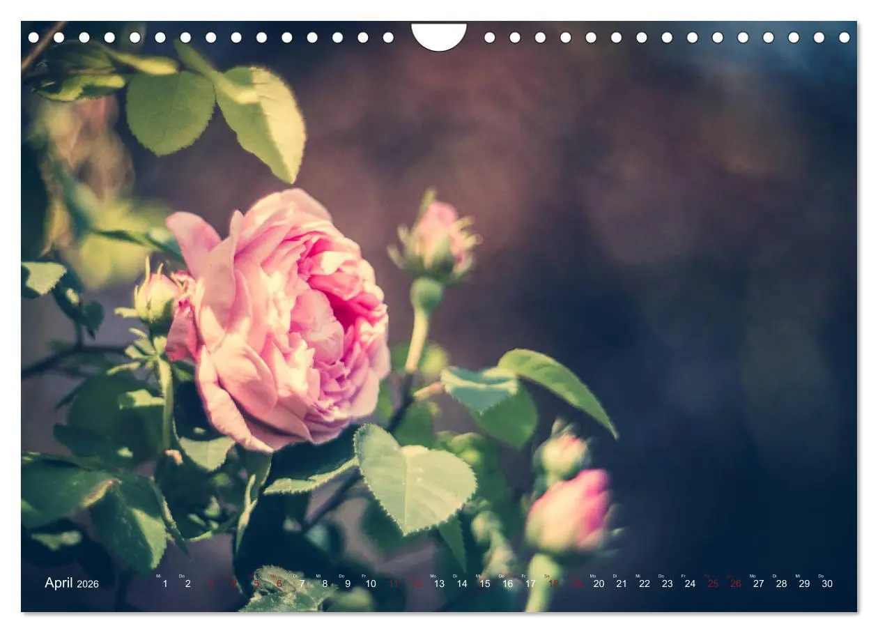Bild: 9783457871263 | Die Welt der Alten Rosen (Wandkalender 2026 DIN A4 quer), CALVENDO...
