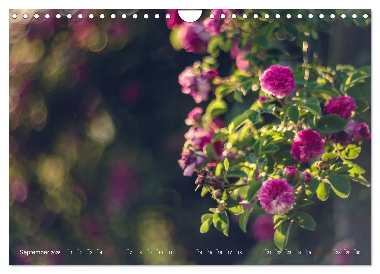 Bild: 9783457871263 | Die Welt der Alten Rosen (Wandkalender 2026 DIN A4 quer), CALVENDO...