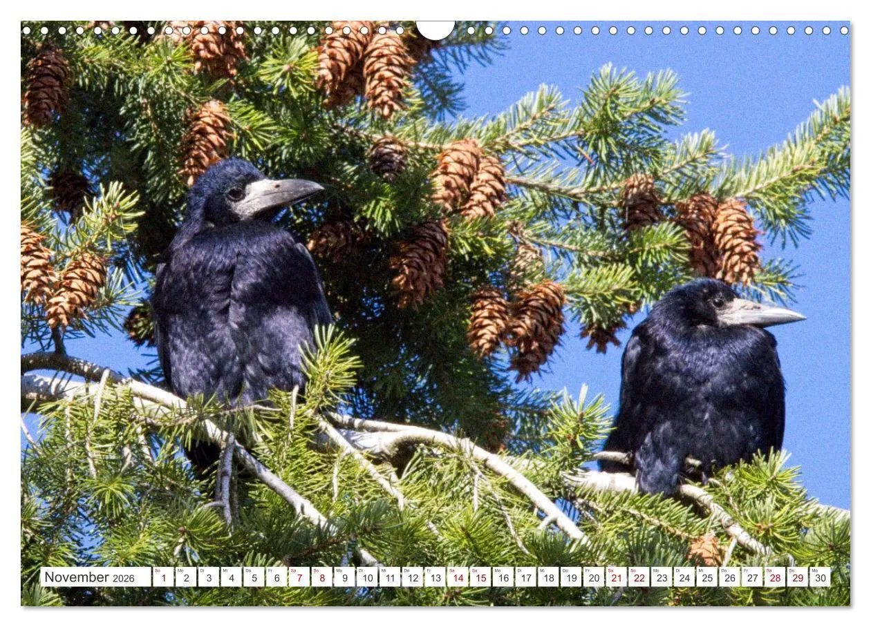 Bild: 9783457551363 | Rabenvögel - ganz nah (Wandkalender 2026 DIN A3 quer), CALVENDO...