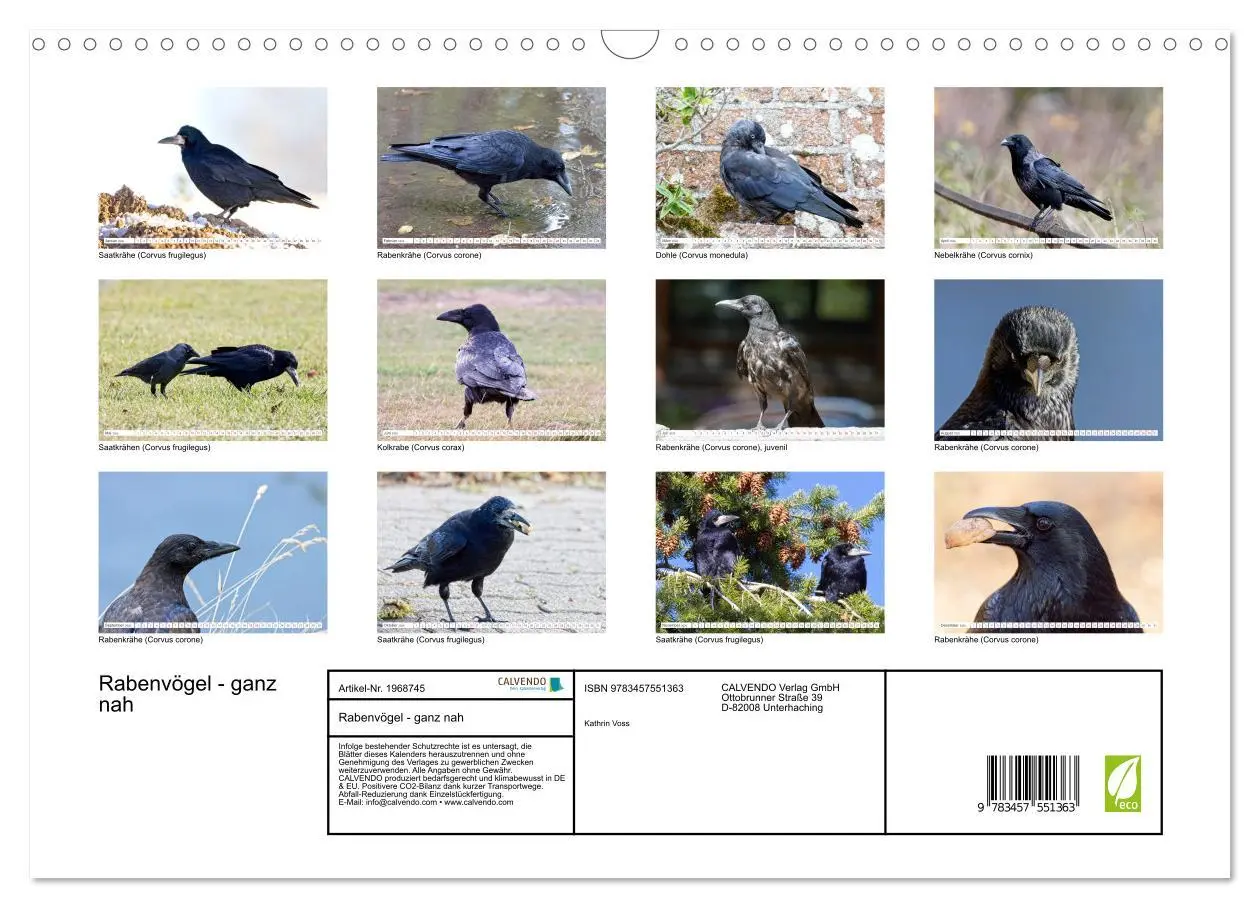 Bild: 9783457551363 | Rabenvögel - ganz nah (Wandkalender 2026 DIN A3 quer), CALVENDO...