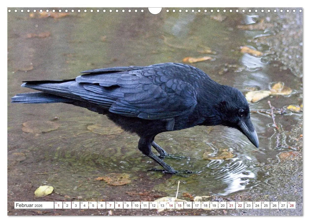 Bild: 9783457551363 | Rabenvögel - ganz nah (Wandkalender 2026 DIN A3 quer), CALVENDO...