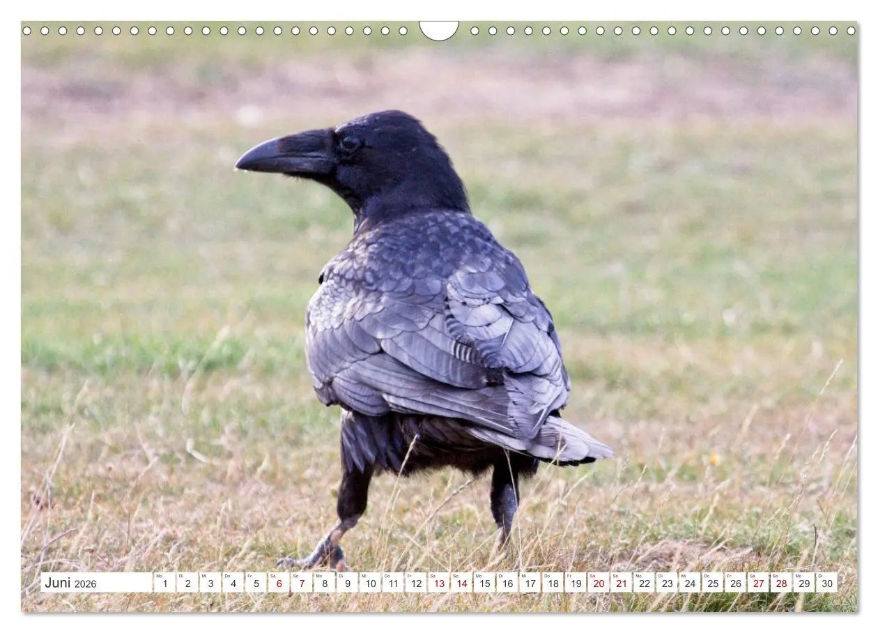 Bild: 9783457551363 | Rabenvögel - ganz nah (Wandkalender 2026 DIN A3 quer), CALVENDO...