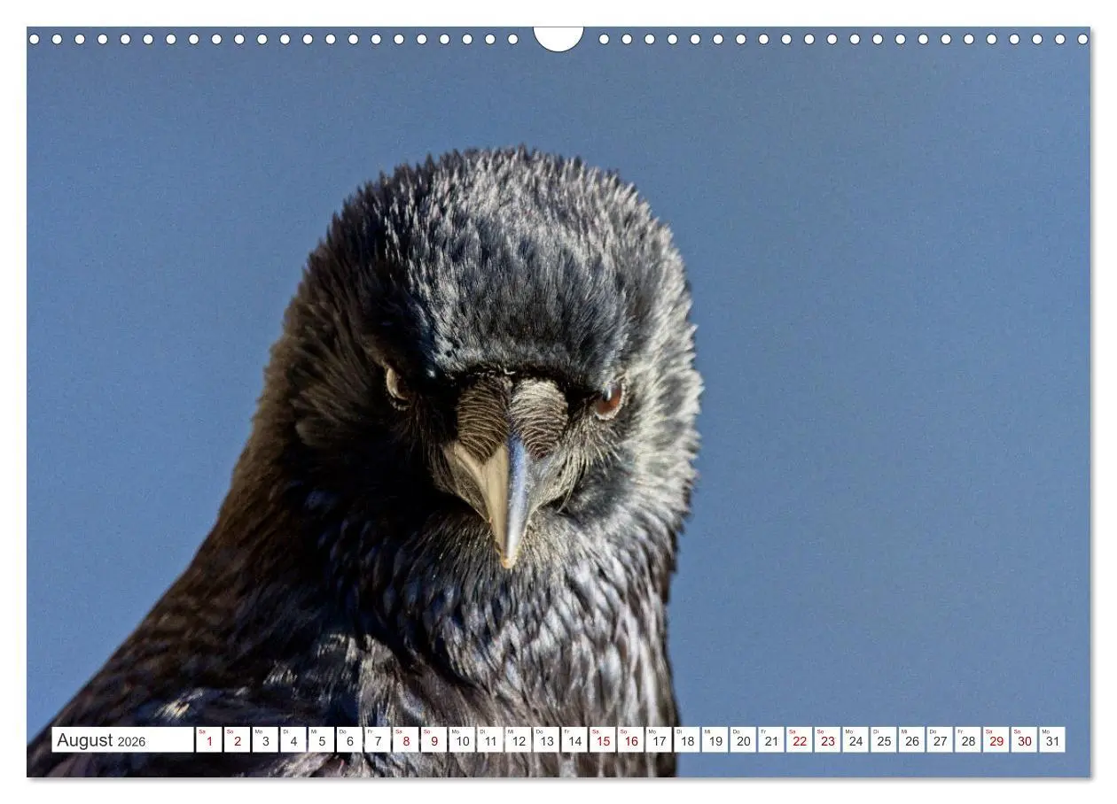 Bild: 9783457551363 | Rabenvögel - ganz nah (Wandkalender 2026 DIN A3 quer), CALVENDO...