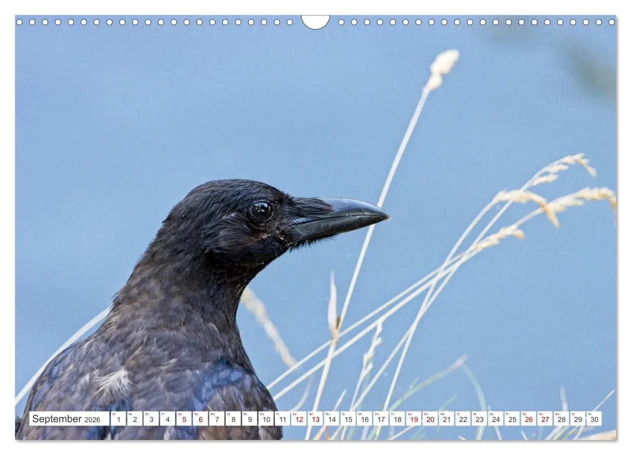 Bild: 9783457551363 | Rabenvögel - ganz nah (Wandkalender 2026 DIN A3 quer), CALVENDO...