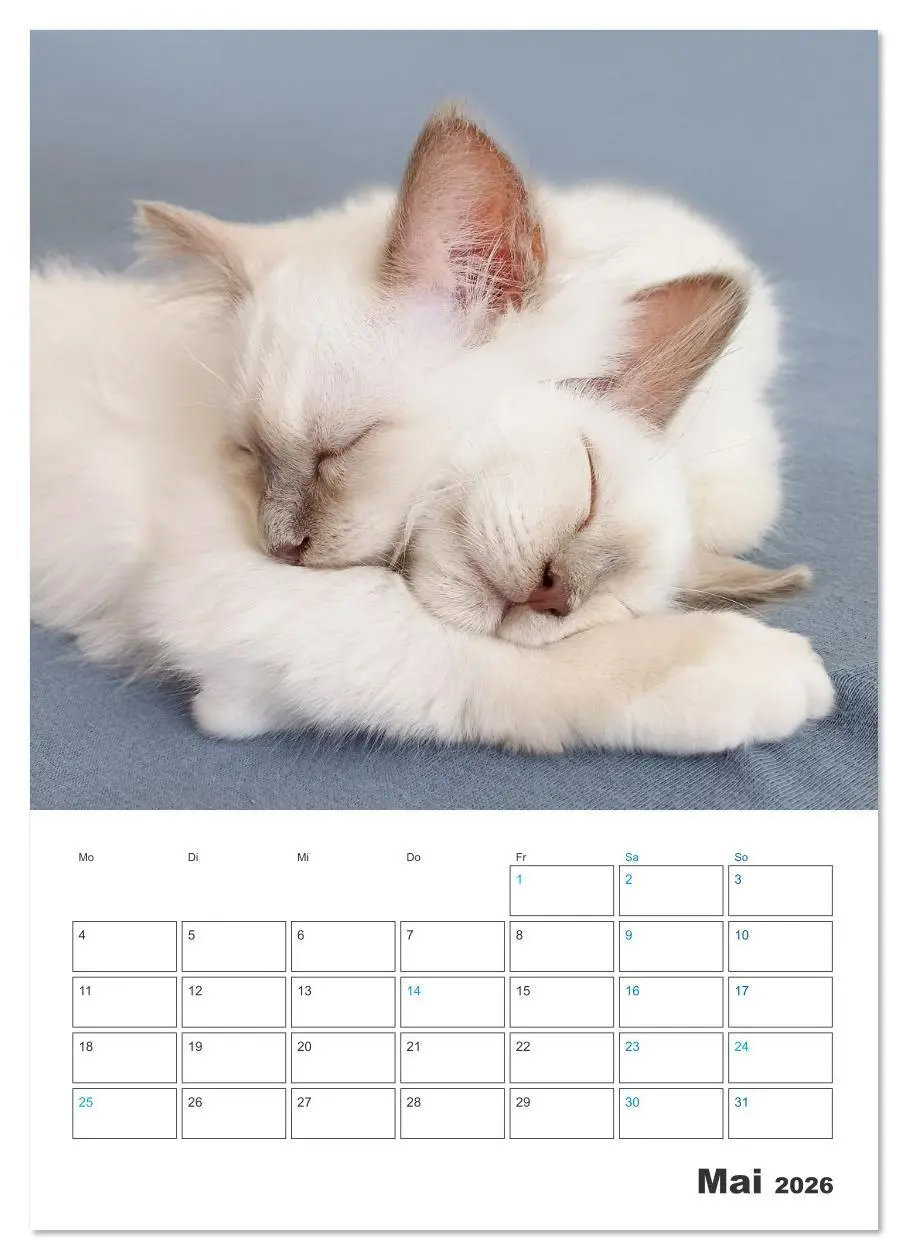 Bild: 9783516641363 | Heilige Birma Kitten Kalender mit Planer (Wandkalender 2026 DIN A3...