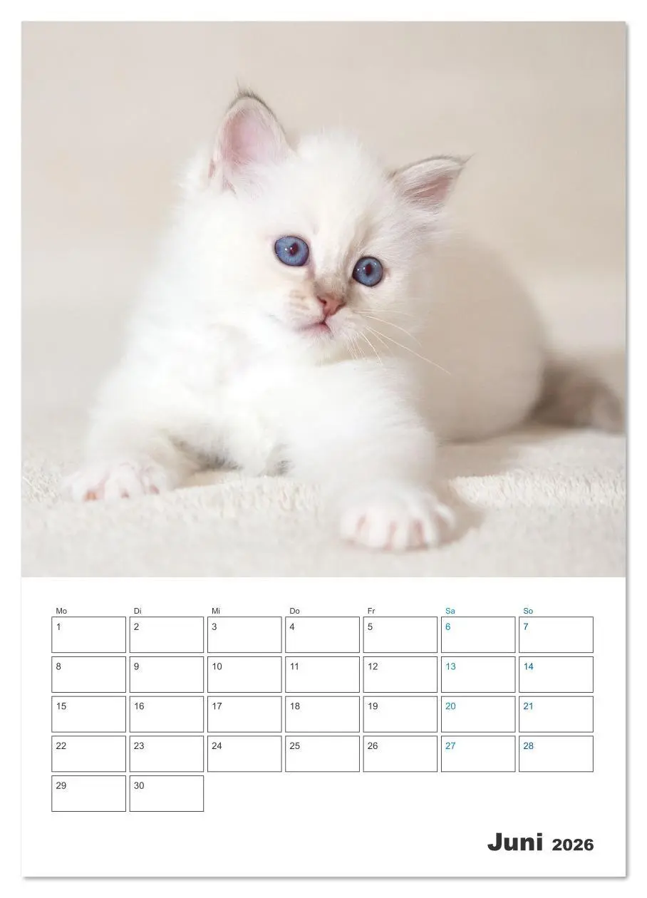 Bild: 9783516641363 | Heilige Birma Kitten Kalender mit Planer (Wandkalender 2026 DIN A3...