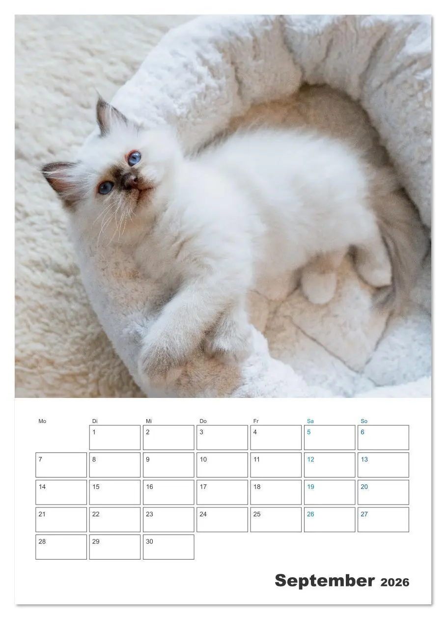 Bild: 9783516641363 | Heilige Birma Kitten Kalender mit Planer (Wandkalender 2026 DIN A3...