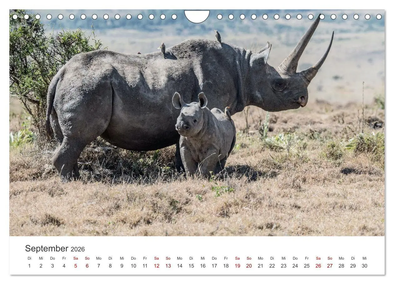 Bild: 9783457611463 | Kenia - Eine Safari durch unberührte Natur. (Wandkalender 2026 DIN...