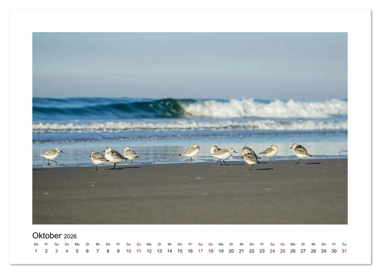 Bild: 9783516631463 | Juist Strandmomente (Wandkalender 2026 DIN A4 quer), CALVENDO...