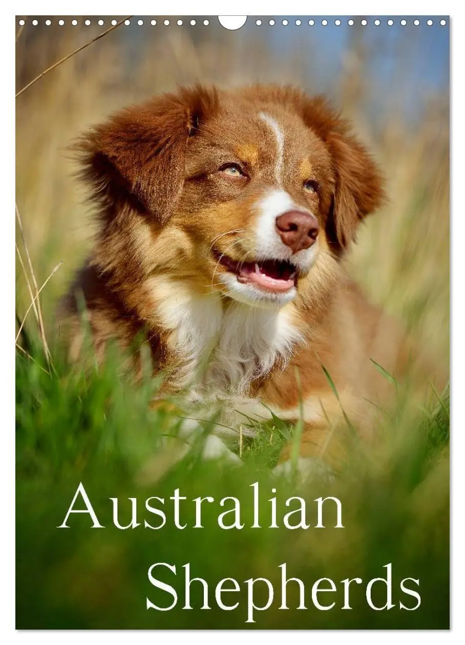 Cover: 9783594151563 | Australian Shepherds (Wandkalender 2027 DIN A3 hoch), CALVENDO...