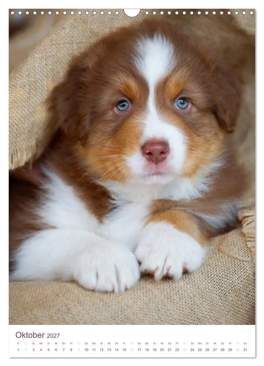 Bild: 9783594151563 | Australian Shepherds (Wandkalender 2027 DIN A3 hoch), CALVENDO...