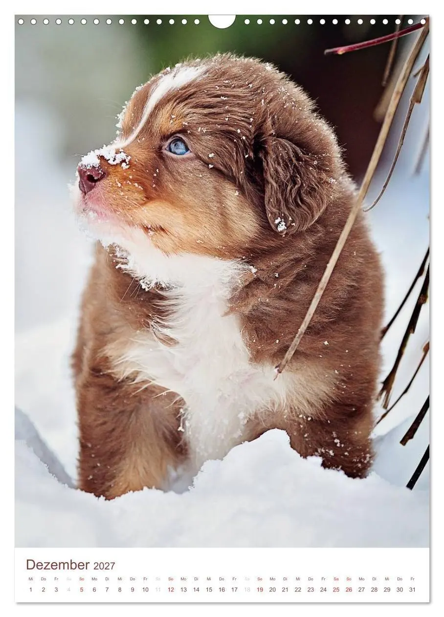 Bild: 9783594151563 | Australian Shepherds (Wandkalender 2027 DIN A3 hoch), CALVENDO...