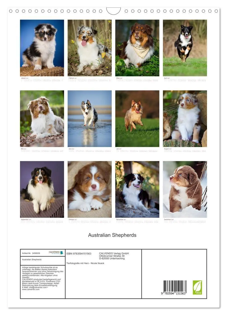 Bild: 9783594151563 | Australian Shepherds (Wandkalender 2027 DIN A3 hoch), CALVENDO...