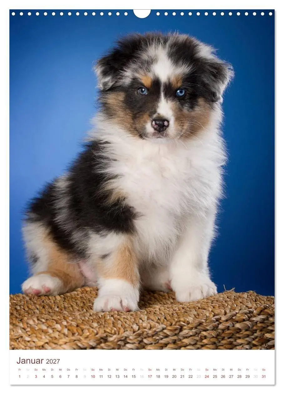 Bild: 9783594151563 | Australian Shepherds (Wandkalender 2027 DIN A3 hoch), CALVENDO...