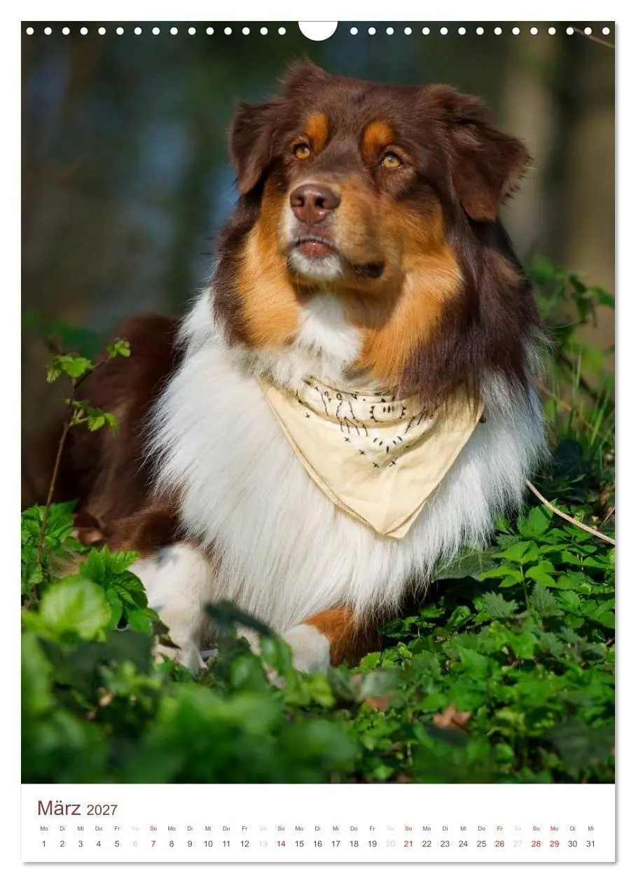Bild: 9783594151563 | Australian Shepherds (Wandkalender 2027 DIN A3 hoch), CALVENDO...